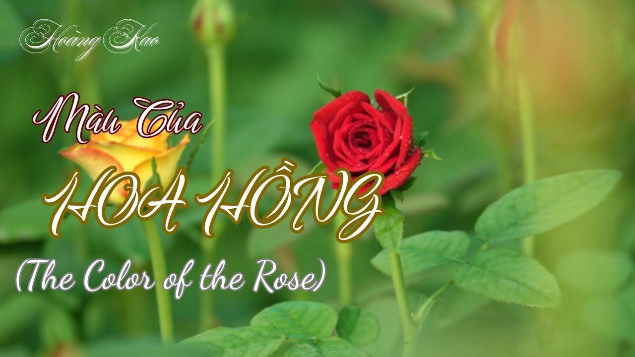 Màu Hoa Hay Màu Thời Gian | Lời: Cao Hoàng #thophonhac #nhactrutinh #nhachaymoingay #nhaclangman 