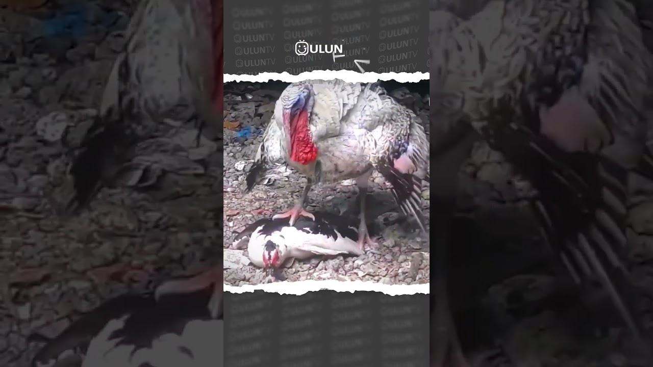 Funny The turkey got angry when he saw the ducks making love. #uluntv #wildlife #wildtv #short