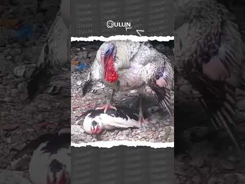 Funny The turkey got angry when he saw the ducks making love. #uluntv #wildlife #wildtv #short