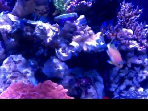 60 Gal Cube SPS Reef Tao Tronics Led