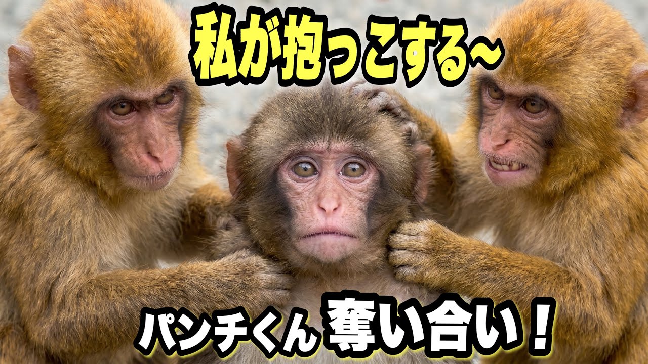 Baby Monkey Trapped in Jealous 