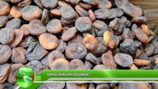 Kayısı Avrupa yolunda