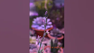 Haworthia blooming (Хавортия цветет)