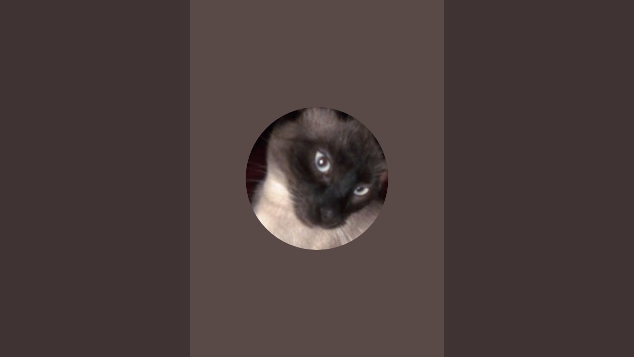 สวัสดีผู้รักแมวทุกท่าน วันนี้เราก็มาเฝ้าน้องเหมียวของเรากันอีกดีกว่า