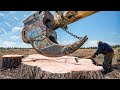 Amazing Dangerous Biggest Stump Removal Excavator - Heavy Machines Work Satisfactorily
