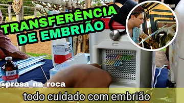 Como proceder à transferência de embriões em bovinos?