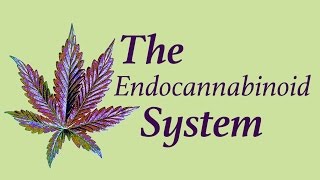 The Endocannabinoid System (ECS)