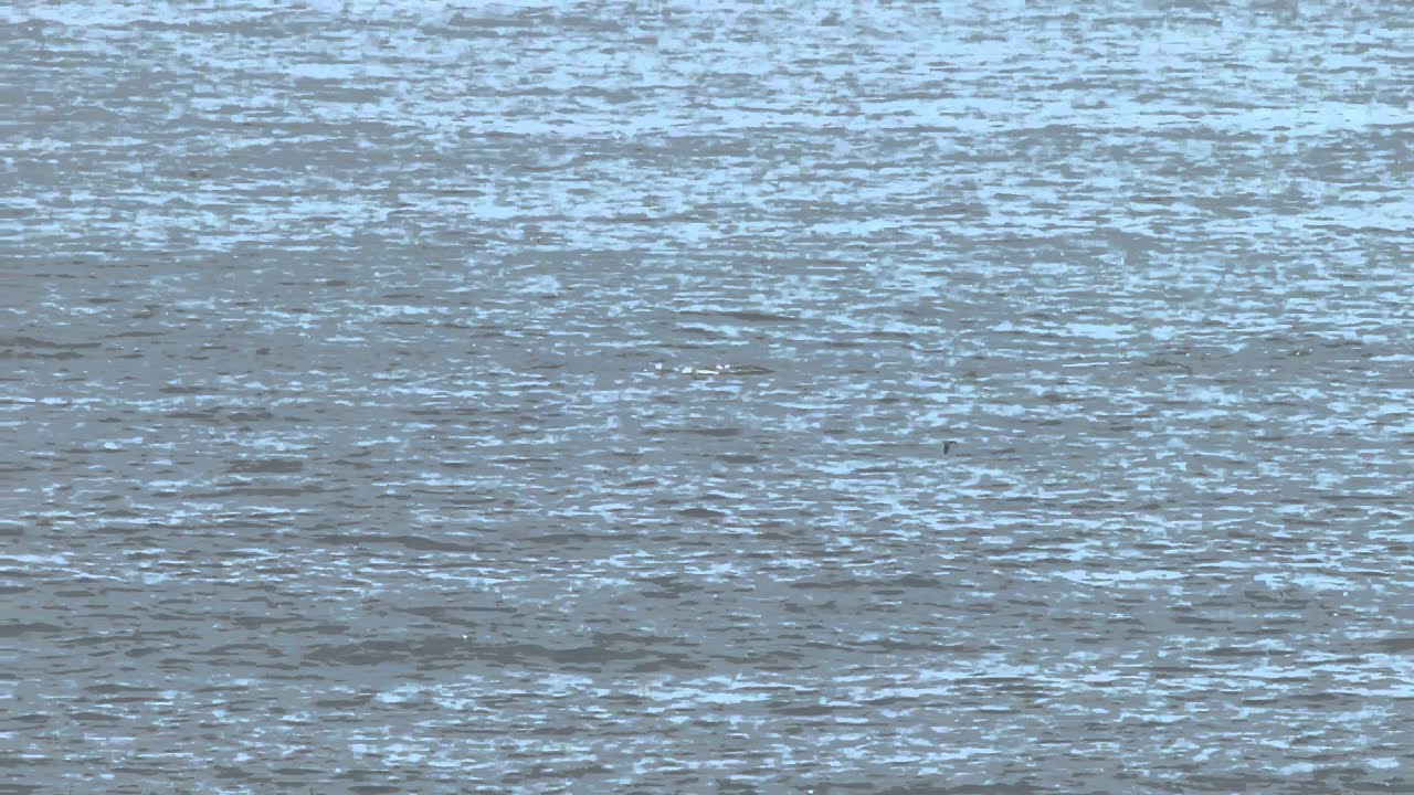 Ballena Jorobada - Costa Michilla - Antofagasta - Humpback Whale - Yubarta