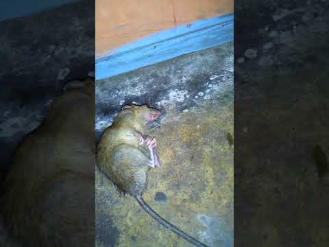 Mao Wang Racun Tikus Mematikan Mao Wang Racun Tikus Mematikan