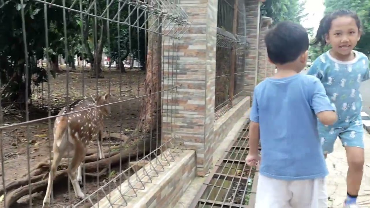 MBG Makan BerGizi buat hewan Rusa dari Abang Gane dan Lauirenne Manurung