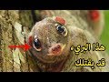 اغرب الحيوانات على وجه الارض | ومعلومات صادمة حتما لن تصدقها الا إذا شاهدت الفيديو !!