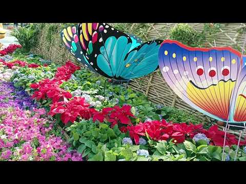Spotted two big butterflies attracted to the bright flowers