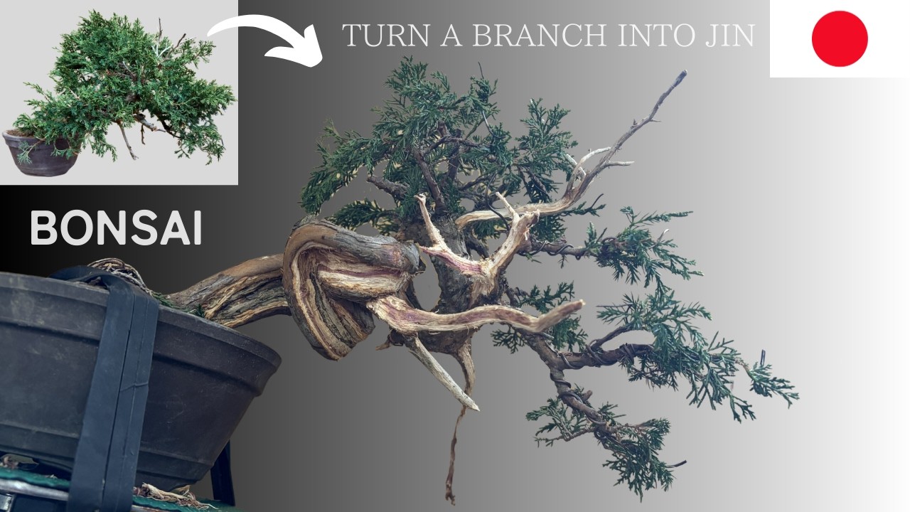 Shimpaku Bonsai | Turning an Unnecessary Branch into Jin【ASMR】