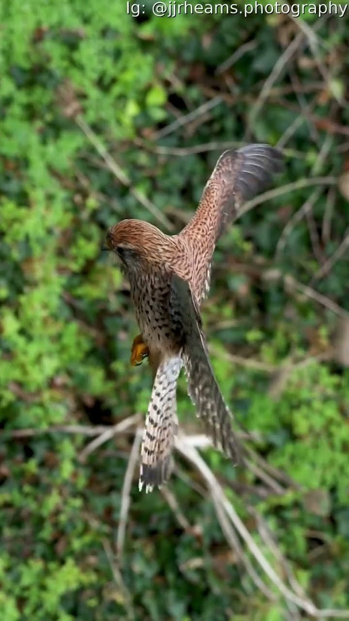 Falcon Flies With Head Perfectly Still || ViralHog