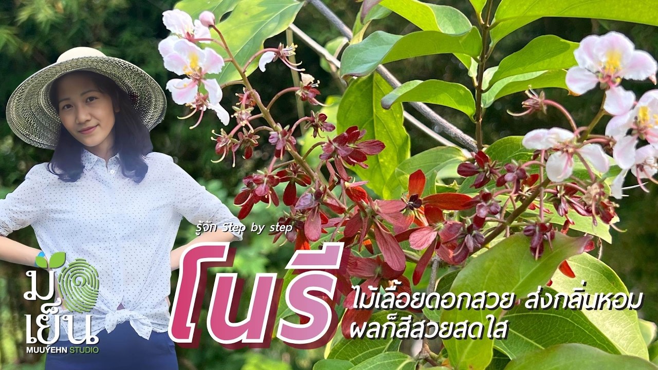 โนรี ไม้เลื้อยดอกสวย ส่งกลิ่นหอม ผลก็สีสวยสดใส