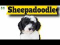 Sheepadoodle – Must Know Information and Facts of This Smart Dog Breed