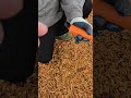 May 4 2025 Metaldetecting May 4 2025 Metaldetecting