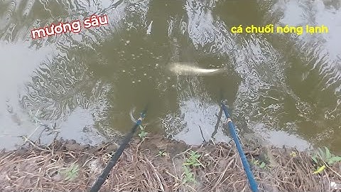 Kích cá trúng cái mương nước sâu toàn cá lóc bự | kích cá miền tây 
