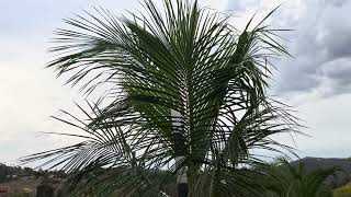 Cold Hardy Madagascar Coconut Palms for Sale, Beccariophoenix alfredii