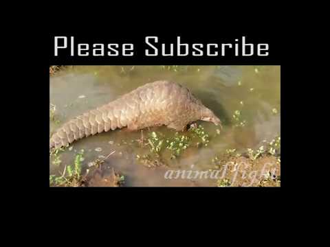 lion vs pangolin real fight