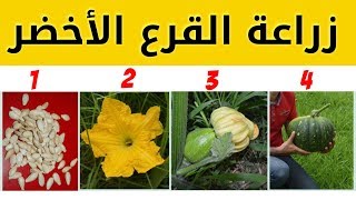 زراعة القرع الأخضر من البذرة (لب خشب، سلاوي، يقطين اخضر)