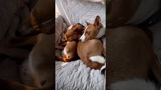 Morning snuggles  RAGNAR AND FREYA the Basenji