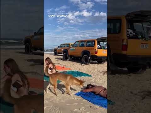 Caught on camera: Dingo bites sunbathing tourist #Shorts