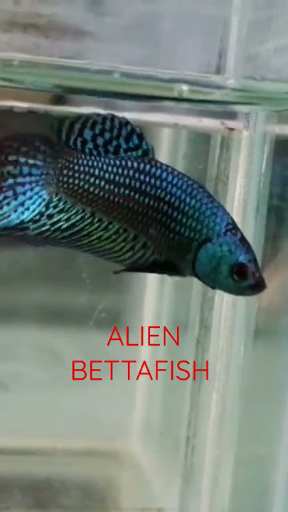 IKAN CUPANG JENIS ALIEN #shorts #bettafish #ikancupang #ikancupangalam #youtubeshorts #song