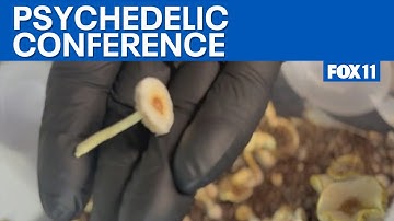 Denver psychedelic conference explores the future of mushrooms, more | FOX 11 LA
