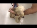 Bichon Havanese Grooming, styling, bathing and drying with Sasha Riess