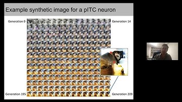 Prof Gabriel Kreiman on "What do neurons want?"