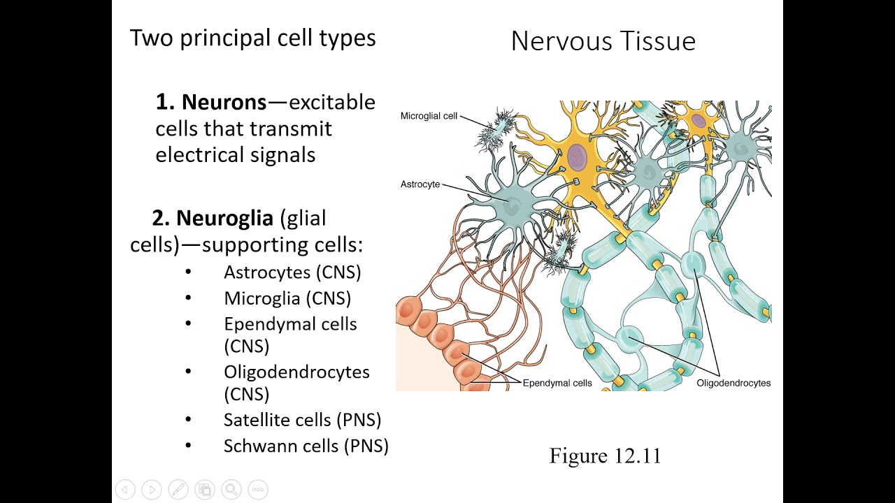 Chapter 12 The Nervous System and Nervous Tissue A - YouTube