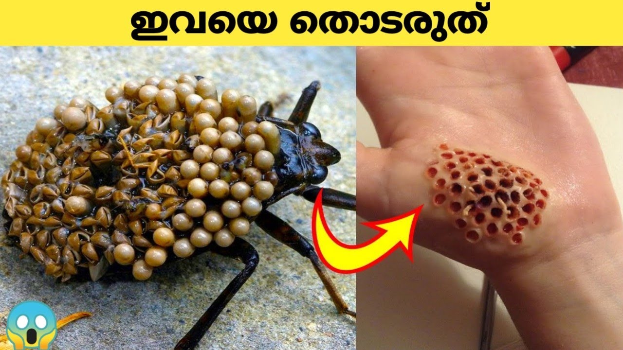 ഏറ്റവും അപകടകാരികളായ പ്രാണികൾ (Part 2) | Most Dangerous Insects in the ...