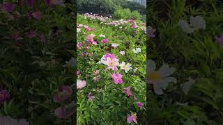 나를 사랑하자 #연민 #자존감 #사랑 #shorts #동탄호수공원 #꽃 #행복