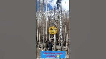 What these people are doing?🫣😱#shorts#tree #cutting