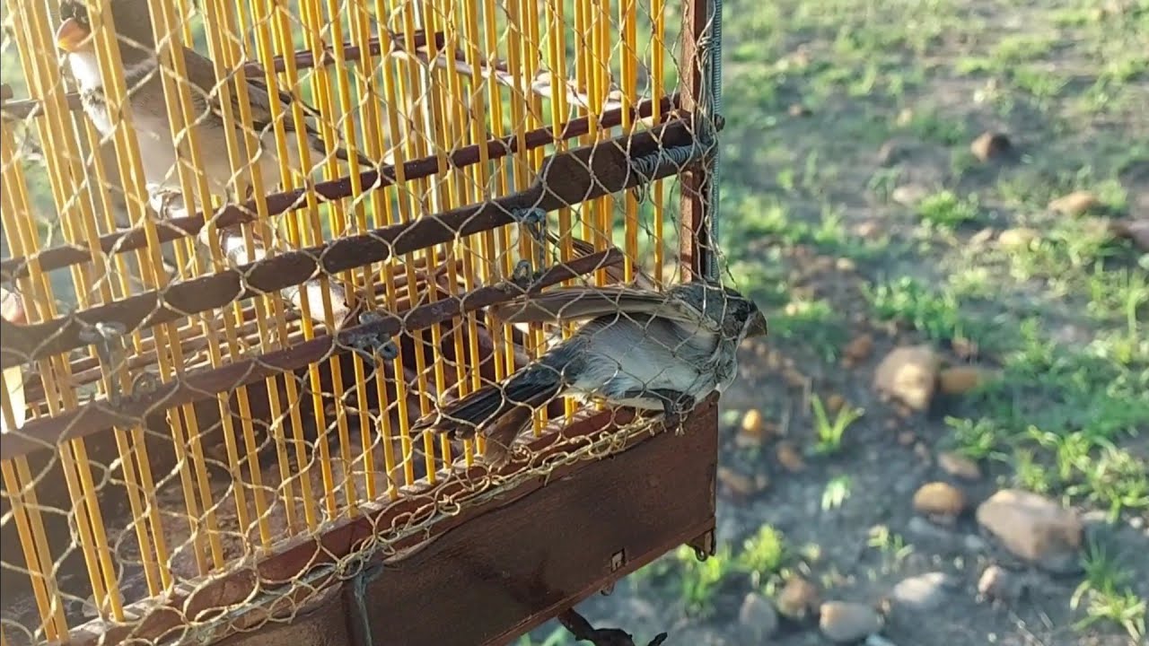 pegada de golinha com asinha olha como ele ta