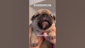 Puppies crying compilation 😭 #shorts