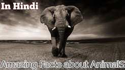 Top 10 Amazing Facts About Animals || Amazing Facts in hindi || Reality of the world ||