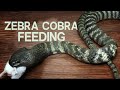 ZEBRA COBRA FEEDING