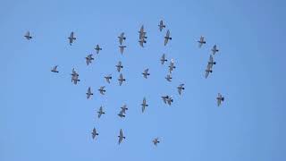 Listen to the music in nature / Lytt til musikken i Naturen