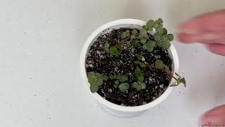 Pilea Propagation Planting Rooted Pilea Libanensis Cuttings