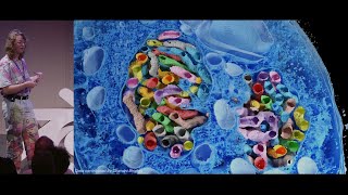 Microscopy Nodes: handling large biological volumes — Blender Conference 2025