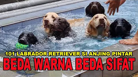 Che taglia è il labrador?