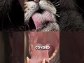 Have You Seen Lion Tongue Wondersaga Lion Interestingfacts Informative Inspiration Animals 