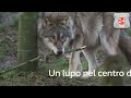 Un lupo nel centro di Antrona riaccende il confronto sulla presenza del predatore