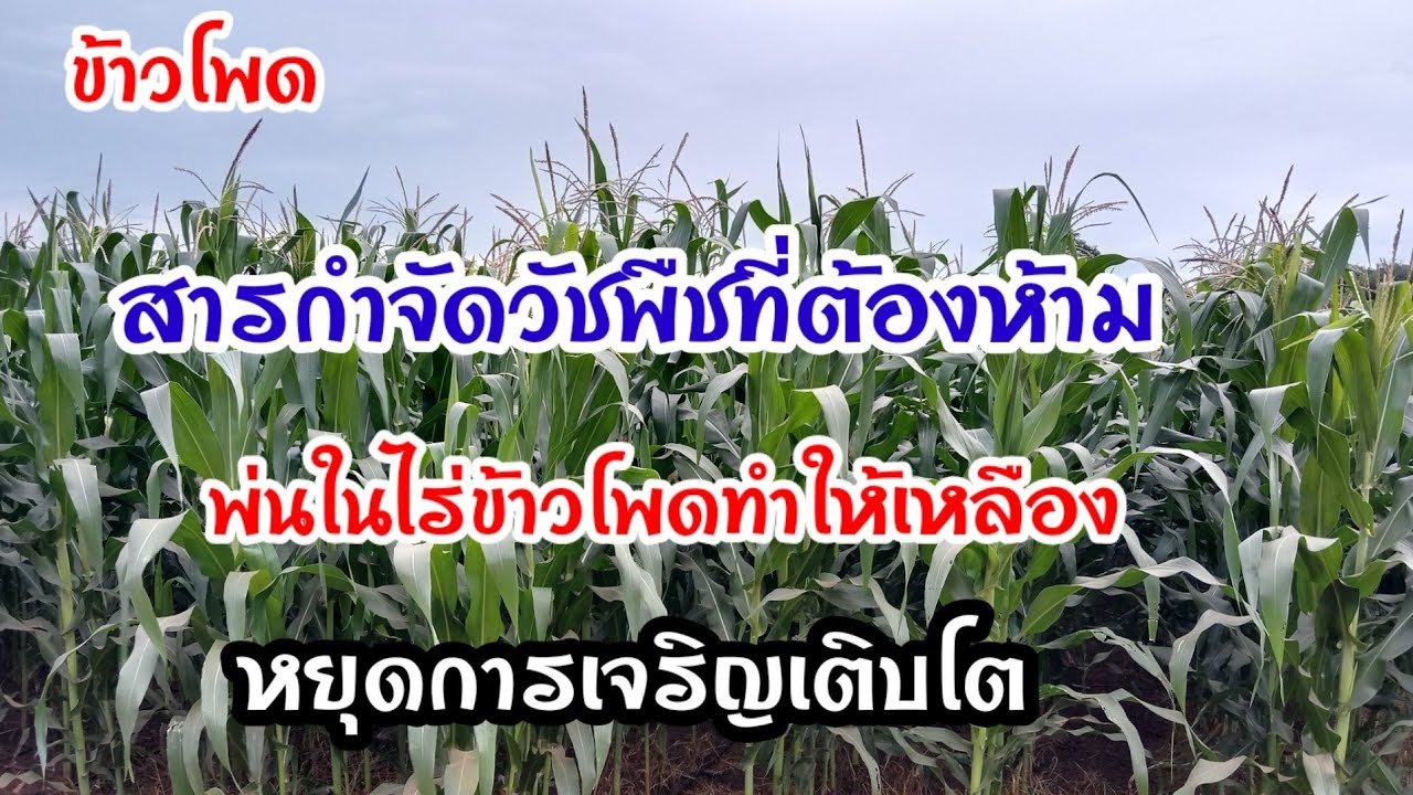 สารต้องห้ามพ่นในไร่ข้าวโพด และสารที่ควรใช้ รายละเอียดในคลิป#ปลูกข้าวโพด#ข้าวโพด#