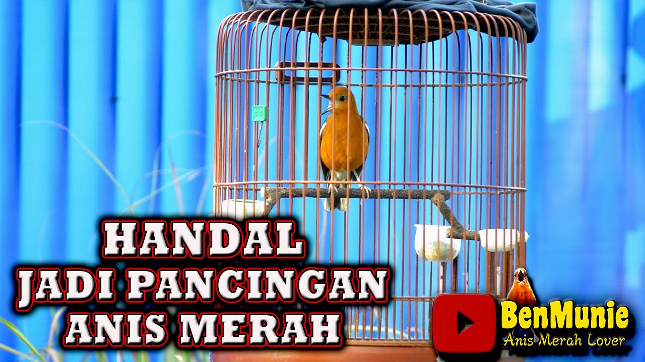 Anis Merah Anda pingin GAcor❓ Putarkan ini ❗