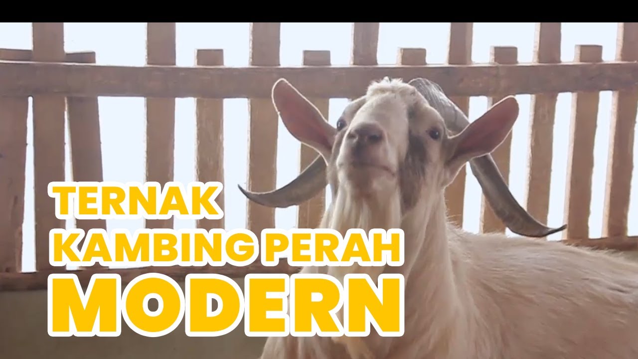 Mitra Farm - Ternak Kambing Masa Kini 