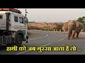 जंगली हाथी का गुस्सा इतना खतरनाक क्यों होता है ? WHY WILD ELEPHANT ANGER IS SO DANGEROUS.