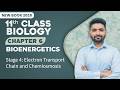 11th Class Biology Chapter 6 | Stage 4: Electron Transport Chain and Chemiosmosis | New Book 2025